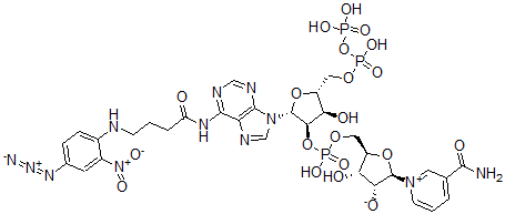 CAS#: 105450-72-4, (2R,3R,4S,5R)-5-[[[(2R,3R,4R,5R)-2-[6-[4-[(4-Azido-2-Nitrophenyl)Amino]Butanoylamino]Purin-9-Yl]-4-Hydroxy-5-[(Hydroxy-Phosphonooxyphosphoryl)Oxymethyl]Oxolan-3-Yl]Oxy-Hydroxyphosphoryl]Oxymethyl]-2-(3-Carbamoylpyridin-1-Ium-1-Yl)-4-Hydroxyoxolan-3-Olate