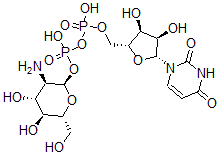 CAS 登录号：17479-04-8， 尿苷二磷酸酯葡萄糖胺