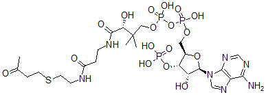 CAS 登录号：81790-81-0， S-(3-氧代丁基)辅酶 A