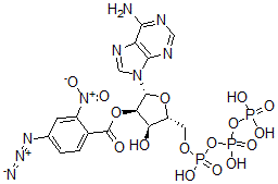 CAS 登录号：99308-34-6， 3'(2')-O-(2-硝基-4-叠氮基苯甲酰基)腺苷 5'-三磷酸酯