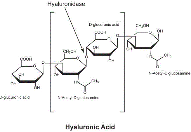 structure of CAS# 37326-33-3, Hyaluronidase (cow testis isoenzyme)
