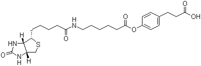 CAS # 83592-10-3, 3-(4-(N-Biotinoyl-6-aminocaproyloxy)phenyl)propionic acid, 4-[[6-[[5-(Hexahydro-2-oxo-1H-thieno[3,4-d]imidazol-4-yl)-1-oxopentyl]amino]-1-oxohexyl]oxy]benzenepropanoic acid