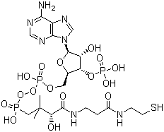 CAS 登录号：85-61-0, 辅酶 A